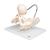 Szülést bemutató medence - 3B Smart Anatomy, 1000334 [L30], Oktatás: terhesség és szülés (Small)