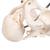 Szülést bemutató medence - 3B Smart Anatomy, 1000334 [L30], Oktatás: terhesség és szülés (Small)