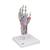 Kéz csontváz modell ínszalagokkal és izmokkal - 3B Smart Anatomy, 1000358 [M33/1], Kar és kézfej modellek (Small)