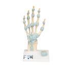 Kéz csontváz modell ínszalagokkal és kéztő csatornával - 3B Smart Anatomy, 1000357 [M33], Kar és kézfej modellek