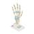Kéz csontváz modell ínszalagokkal és kéztő csatornával - 3B Smart Anatomy, 1000357 [M33], Kar és kézfej modellek (Small)