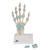 Kéz csontváz modell ínszalagokkal és kéztő csatornával - 3B Smart Anatomy, 1000357 [M33], Kar és kézfej modellek (Small)