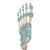 Lábfej csontváz modell ínszalagokkal - 3B Smart Anatomy, 1000359 [M34], Láb és lábfej modellek (Small)