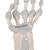 Kézfej csontváz elasztikus szalagokkal, 1013683 [M36], Kar és kézfej modellek (Small)