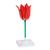 Tulipán (Tulipa gesneriana), 1017832 [T210101], Egyszikűek (Small)