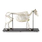 Bovine Cow skeleton (Bos taurus), without horns, articulated, 1020973 [T300121w/o], Páros ujjú patások (Artiodactyla)