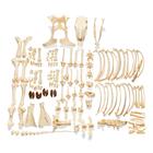 Bovine Cow skeleton (Bos taurus), without horns, disarticulated, 1020975 [T300121w/oU], Farm Animals