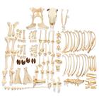 Bovine Cow skeleton (Bos taurus), with horns, disarticulated, 1020976 [T300121wU], Farm Animals