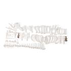 Pig skeleton (Sus scrofa domesticus), f, disarticulated, 1020997 [T300131FU], Tudósnak