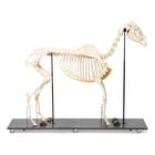 Ló csontváz (Equus ferus caballus), nőstény, 1021002 [T300141f], Páratlan ujjú patások (Perissodactyla)