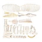 Horse skeleton (Equus ferus caballus), female, disarticulated, 1021004 [T300141fU], Farm Animals