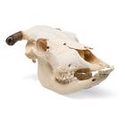 Szarvasmarha koponya (Bos taurus), szarvval, 1020978 [T300151w], Farm Animals