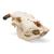 Szarvasmarha koponya (Bos taurus), szarvval, 1020978 [T300151w], Farm Animals (Small)