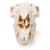 Domestic Sheep Skull (Ovis aries), Male, Specimen, 1021029 [T300181m], Farm Animals (Small)