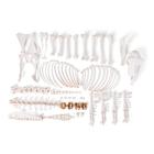 Sheep skeleton (Ovis aries), female, disarticulated, 1021026 [T300361fU], Tudósnak