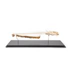 Európai harcsa csontváz (silurus glanis), 1020964 [T300461], Halak