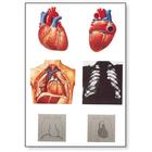 A szív I, Anatómia, 1001214 [V2053M], Kardiovaszkuláris rendszer