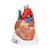 Szív, 7 részes - 3B Smart Anatomy, 1008548 [VD253], Szív és érrendszeri modellek (Small)