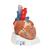 Szív, 7 részes - 3B Smart Anatomy, 1008548 [VD253], Szív és érrendszeri modellek (Small)