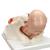 Szülés menete, 5 stádium - 3B Smart Anatomy, 1001258 [VG392], Terhességi modellek (Small)
