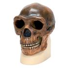 Antropológiai koponya - Sinanthropus, 1001293 [VP750/1], Antropológiai koponyák