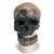 Antropológiai koponya - Crô-Magnon, 1001295 [VP752/1], Antropológiai koponyák (Small)