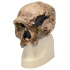 Antropológiai koponya - Steinheim, 1001296 [VP753/1], Antropológiai koponyák