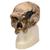 Antropológiai koponya - Steinheim, 1001296 [VP753/1], Antropológiai koponyák (Small)