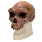 Antropológiai koponya - Broken Hill, 1001297 [VP754/1], Antropológiai koponyák