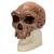 Antropológiai koponya - Broken Hill, 1001297 [VP754/1], Antropológiai koponyák (Small)
