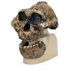 Antropológiai koponya - KNM-ER 406, Omo L. 7a-125 (Australopithecus Boisei), 1001298 [VP755/1], Antropológiai koponyák