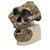 Antropológiai koponya - KNM-ER 406, Omo L. 7a-125 (Australopithecus Boisei), 1001298 [VP755/1], Antropológiai koponyák (Small)