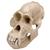 Orángután koponya (Pongopygmaeus), hím, 1001300 [VP761/1], Főemlősök (Primates) (Small)