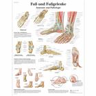 Fuß und Fußgelenke - Anatomie und Pathologie, 1001324 [VR0176L], Csontrendszer