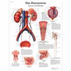 Das Harnsystem, Anatomie und Physiologie, 1001398 [VR0514L], Kiválasztó rendszer