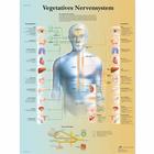 Vegetatives Nervensystem, 1001418 [VR0610L], Agy és idegrendszer