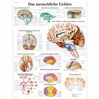 Das menschliche Gehirn, 1001420 [VR0615L], Agy és idegrendszer