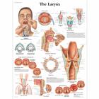 The Larynx, 1001502 [VR1248L], Beszédszervek