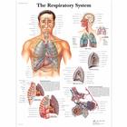 The Respiratory System, 1001516 [VR1322L], Légzőrendszer