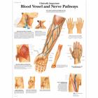 Clinically Important Blood Vessel and Nerve Pathways, 1001530 [VR1359L], Kardiovaszkuláris rendszer