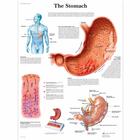 The Stomach, 1001546 [VR1426L], Emésztőrendszer