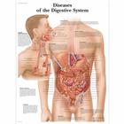 Diseases of the Digestive System, 1001548 [VR1431L], Emésztőrendszer