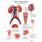 The Urinary Tract - Anatomy and Physiology, 1001562 [VR1514L], Kiválasztó rendszer