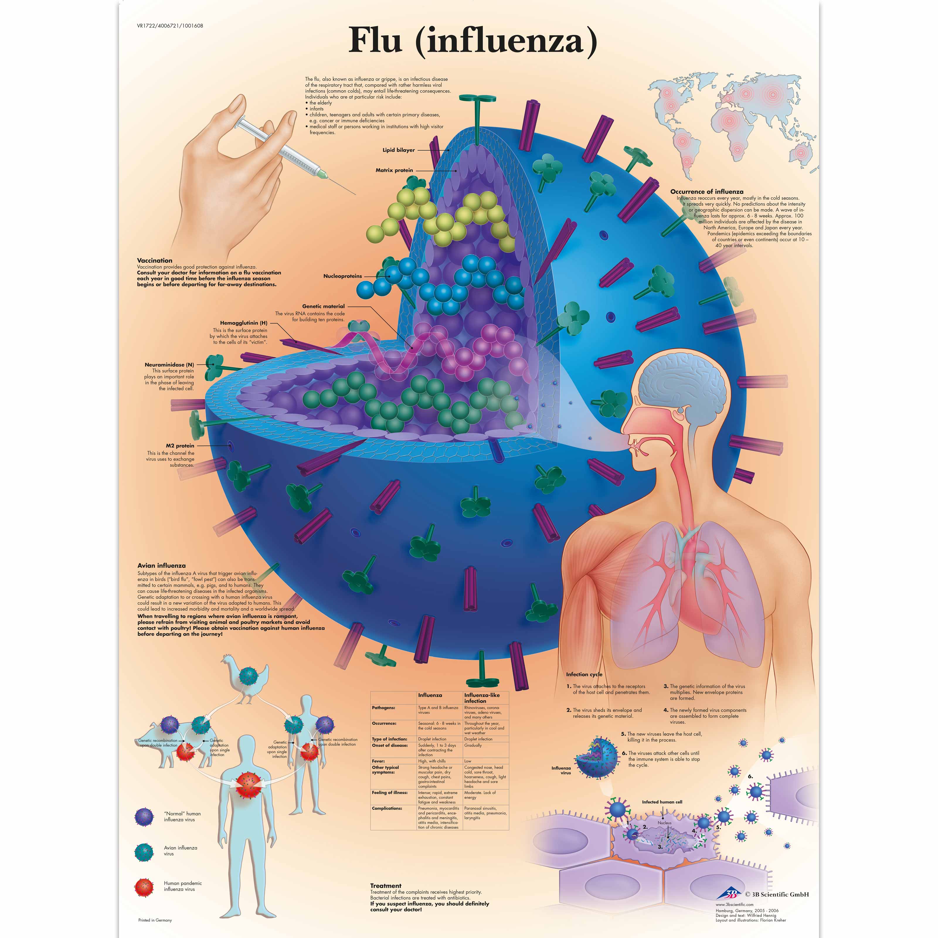 Paraziták az influenza emberben, 