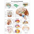 Le cerveau humain, 1001751 [VR2615L], Agy és idegrendszer