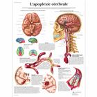 L'apoplexie cérébrale, 4006795 [VR2627UU], Kardiovaszkuláris rendszer