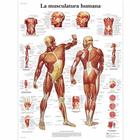 La Musculatura humana, 1001801 [VR3118L], Izom