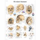 El cráneo humano, 4006819 [VR3131UU], Csontrendszer
