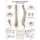 La columna vertebral - Anatomía y patología, 1001811 [VR3152L], Csontrendszer