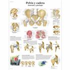 Pelvis y cadera - Anatomía y patología, 1001817 [VR3172L], Csontrendszer